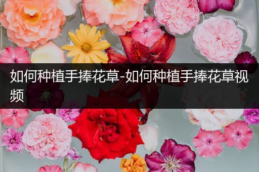 如何种植手捧花草-如何种植手捧花草视频