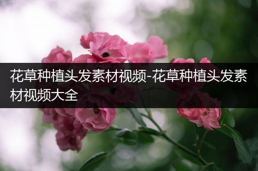 花草种植头发素材视频-花草种植头发素材视频大全