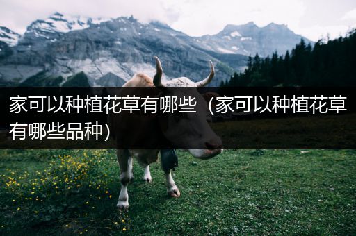 家可以种植花草有哪些（家可以种植花草有哪些品种）