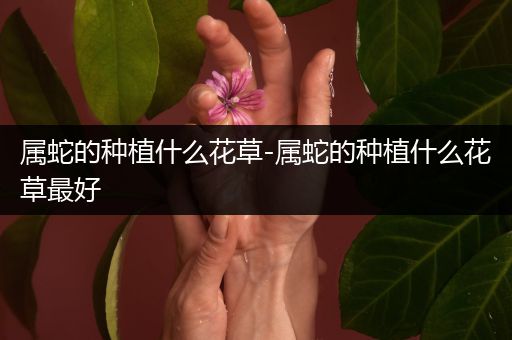 属蛇的种植什么花草-属蛇的种植什么花草最好
