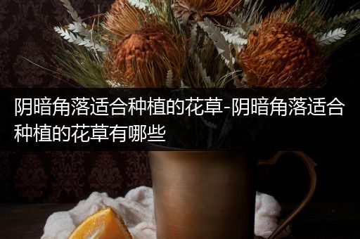 阴暗角落适合种植的花草-阴暗角落适合种植的花草有哪些