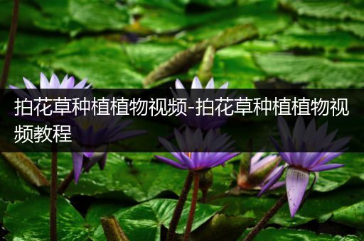 拍花草种植植物视频-拍花草种植植物视频教程