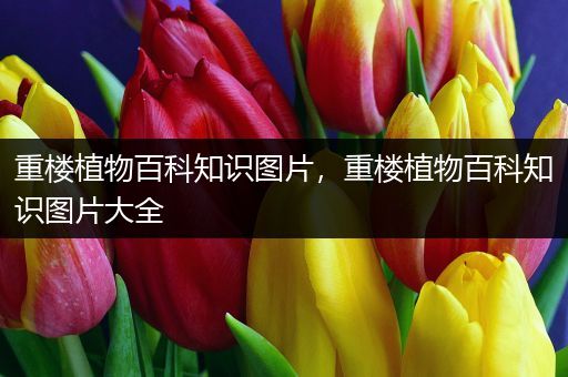 重楼植物百科知识图片，重楼植物百科知识图片大全