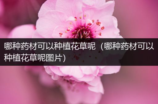 哪种药材可以种植花草呢（哪种药材可以种植花草呢图片）