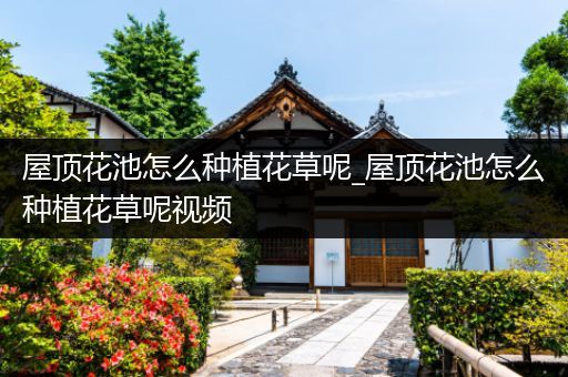 屋顶花池怎么种植花草呢_屋顶花池怎么种植花草呢视频