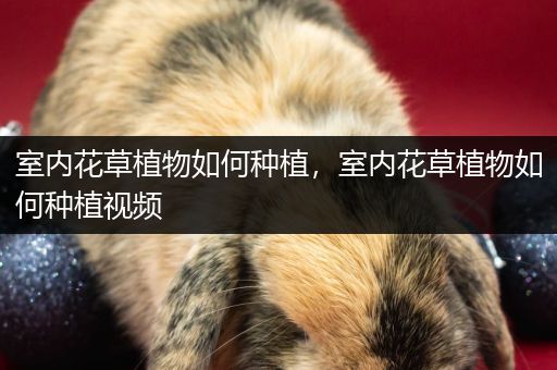 室内花草植物如何种植，室内花草植物如何种植视频