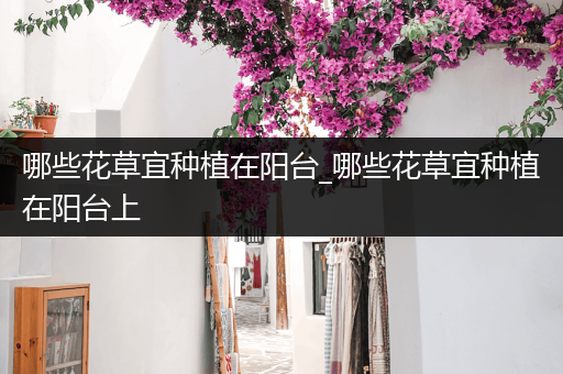 哪些花草宜种植在阳台_哪些花草宜种植在阳台上