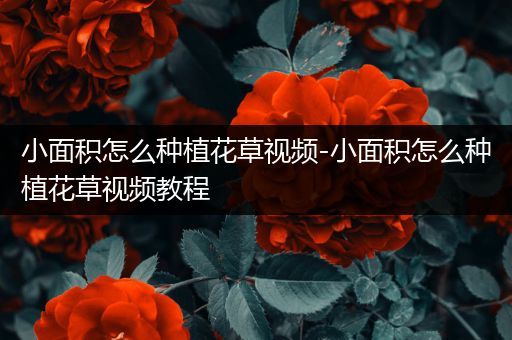 小面积怎么种植花草视频-小面积怎么种植花草视频教程