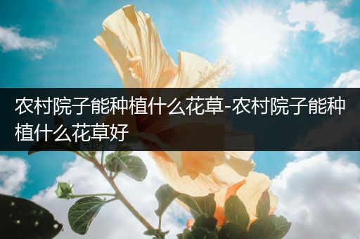 农村院子能种植什么花草-农村院子能种植什么花草好