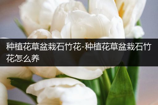 种植花草盆栽石竹花-种植花草盆栽石竹花怎么养