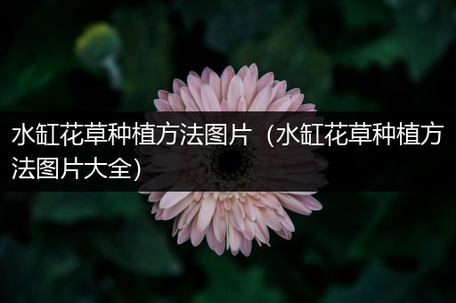 水缸花草种植方法图片（水缸花草种植方法图片大全）