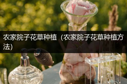 农家院子花草种植（农家院子花草种植方法）