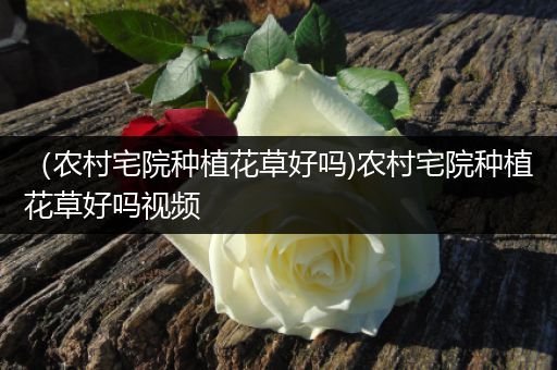 （农村宅院种植花草好吗)农村宅院种植花草好吗视频