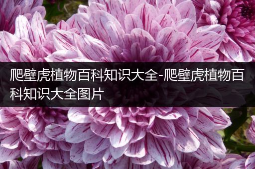 爬壁虎植物百科知识大全-爬壁虎植物百科知识大全图片