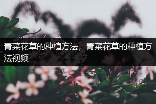 青菜花草的种植方法，青菜花草的种植方法视频