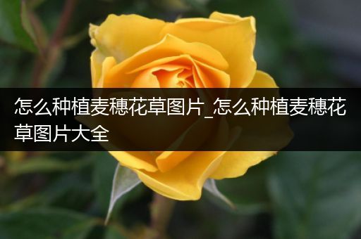 怎么种植麦穗花草图片_怎么种植麦穗花草图片大全