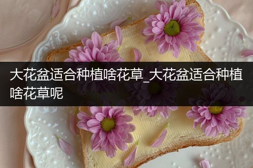 大花盆适合种植啥花草_大花盆适合种植啥花草呢