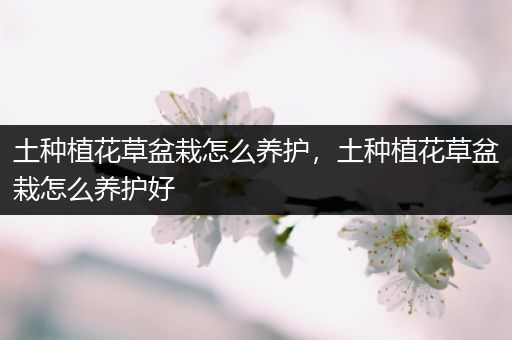 土种植花草盆栽怎么养护，土种植花草盆栽怎么养护好