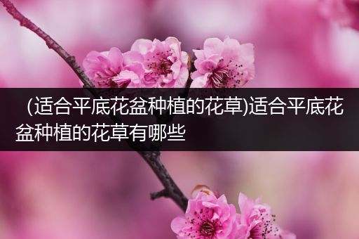 （适合平底花盆种植的花草)适合平底花盆种植的花草有哪些