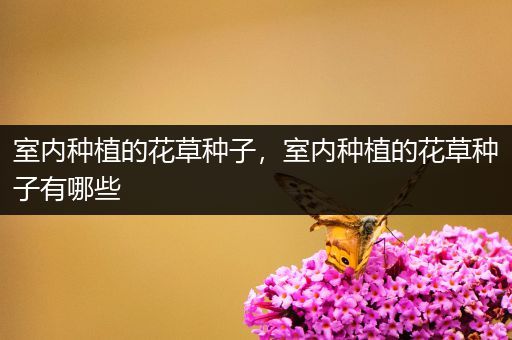 室内种植的花草种子，室内种植的花草种子有哪些