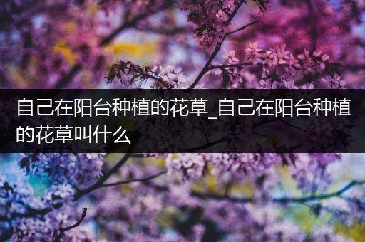 自己在阳台种植的花草_自己在阳台种植的花草叫什么