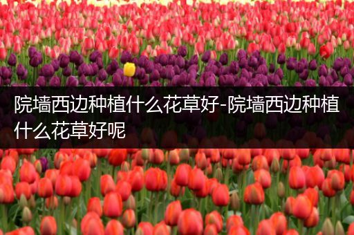 院墙西边种植什么花草好-院墙西边种植什么花草好呢