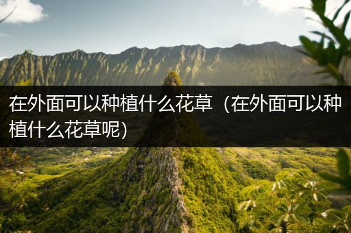 在外面可以种植什么花草（在外面可以种植什么花草呢）