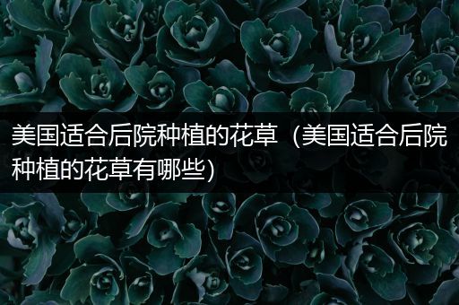 美国适合后院种植的花草（美国适合后院种植的花草有哪些）