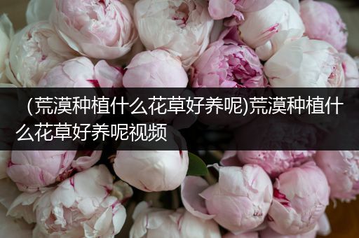 （荒漠种植什么花草好养呢)荒漠种植什么花草好养呢视频