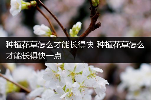 种植花草怎么才能长得快-种植花草怎么才能长得快一点