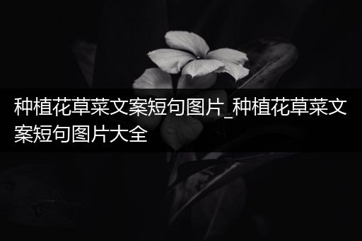 种植花草菜文案短句图片_种植花草菜文案短句图片大全