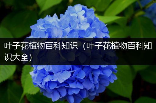 叶子花植物百科知识（叶子花植物百科知识大全）