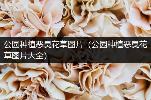 公园种植恶臭花草图片（公园种植恶臭花草图片大全）