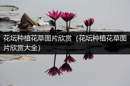 花坛种植花草图片欣赏（花坛种植花草图片欣赏大全）