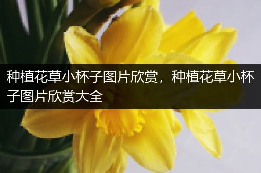 种植花草小杯子图片欣赏，种植花草小杯子图片欣赏大全