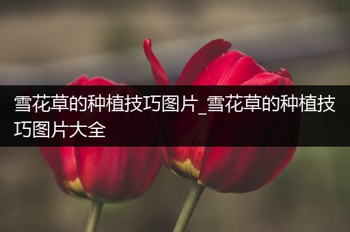 雪花草的种植技巧图片_雪花草的种植技巧图片大全