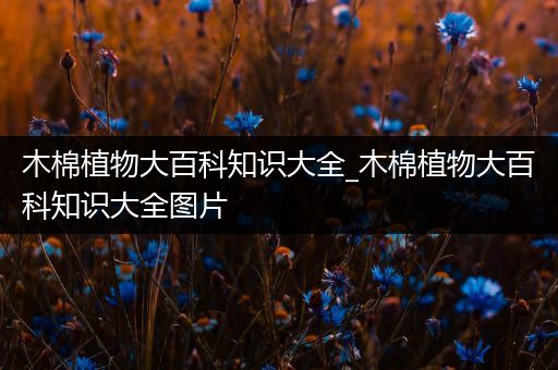 木棉植物大百科知识大全_木棉植物大百科知识大全图片