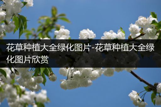 花草种植大全绿化图片-花草种植大全绿化图片欣赏