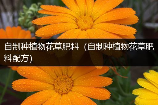 自制种植物花草肥料（自制种植物花草肥料配方）
