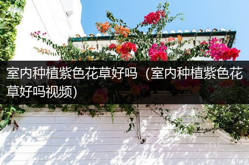 室内种植紫色花草好吗（室内种植紫色花草好吗视频）