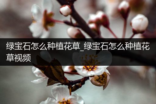 绿宝石怎么种植花草_绿宝石怎么种植花草视频