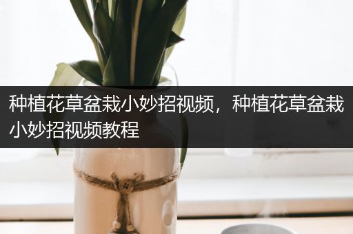 种植花草盆栽小妙招视频，种植花草盆栽小妙招视频教程