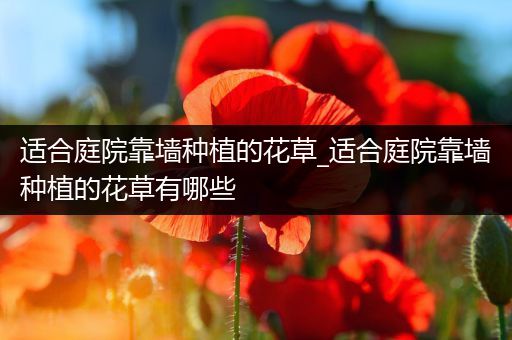 适合庭院靠墙种植的花草_适合庭院靠墙种植的花草有哪些