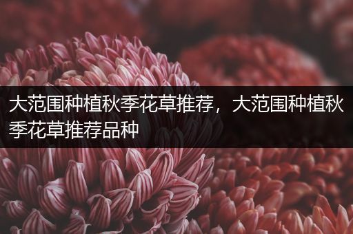 大范围种植秋季花草推荐，大范围种植秋季花草推荐品种