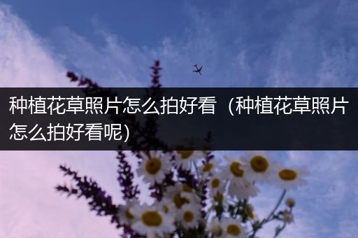 种植花草照片怎么拍好看（种植花草照片怎么拍好看呢）