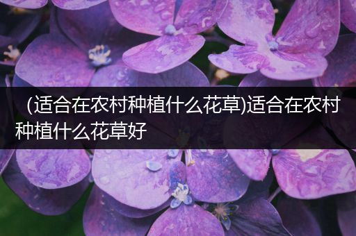 （适合在农村种植什么花草)适合在农村种植什么花草好