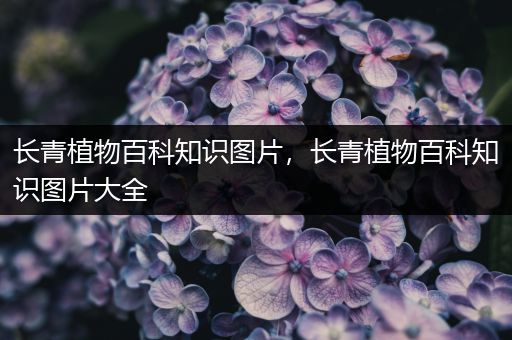 长青植物百科知识图片，长青植物百科知识图片大全