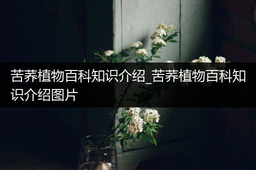 苦荞植物百科知识介绍_苦荞植物百科知识介绍图片