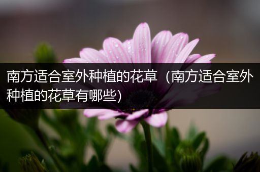 南方适合室外种植的花草（南方适合室外种植的花草有哪些）