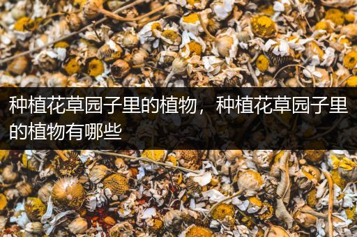 种植花草园子里的植物，种植花草园子里的植物有哪些